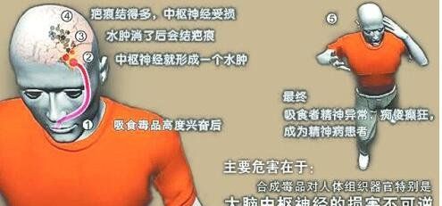 合成**直接作用于人的什么部位？